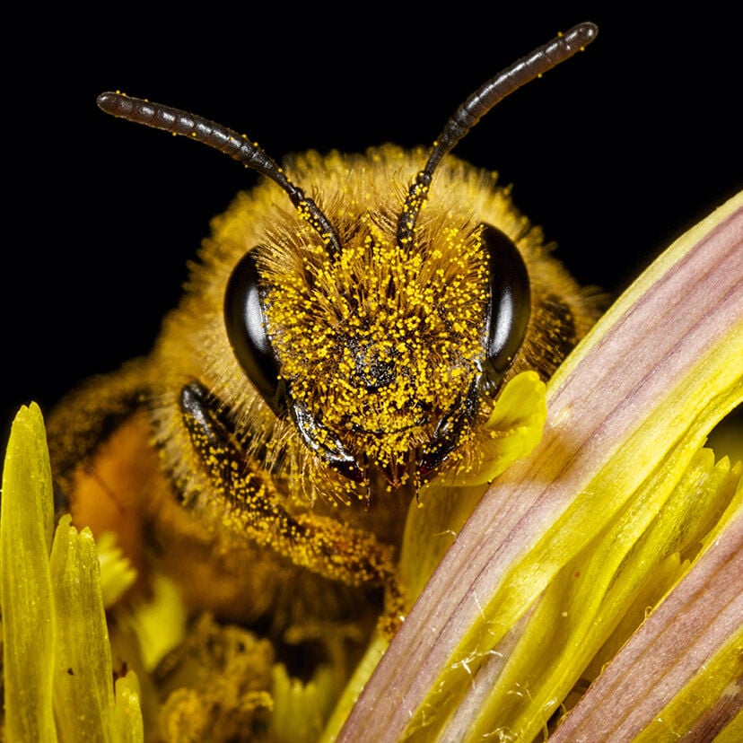 WORLD BEE DAY